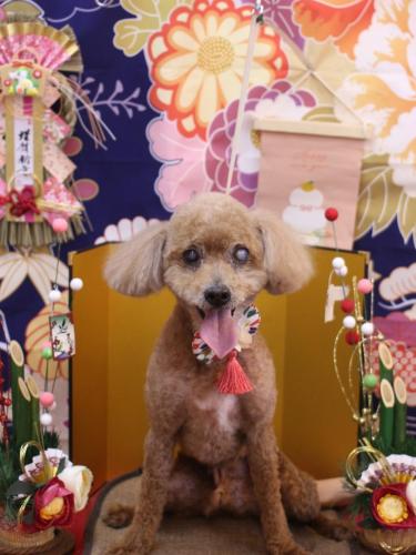 20240111ショコラくん